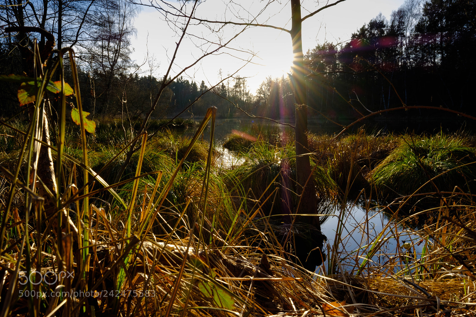 Fujifilm X-T20 sample photo. Reichswald test photography