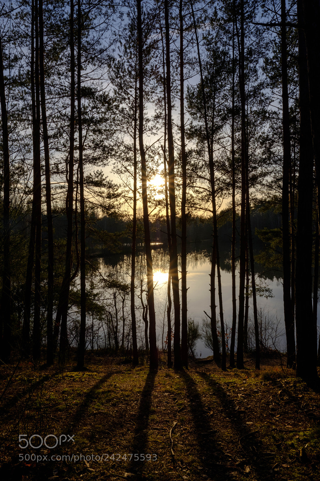 Fujifilm X-T20 sample photo. Reichswald test photography