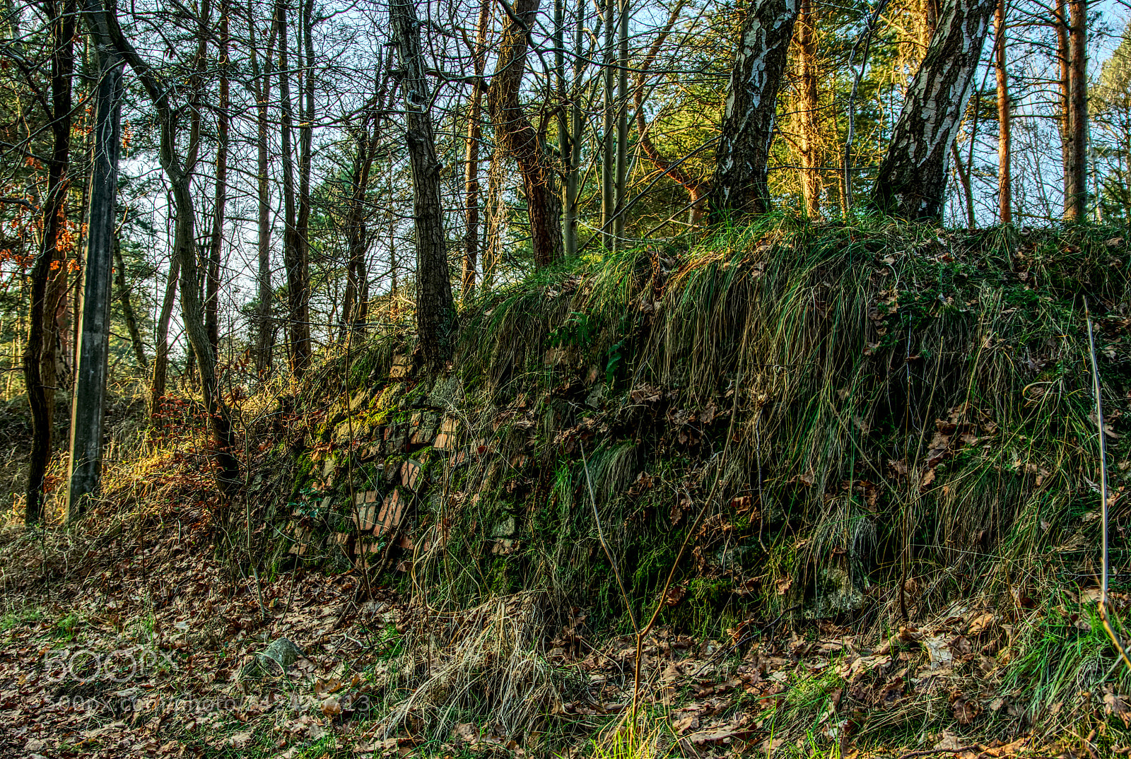 Pentax K10D sample photo. Wall in the woods photography