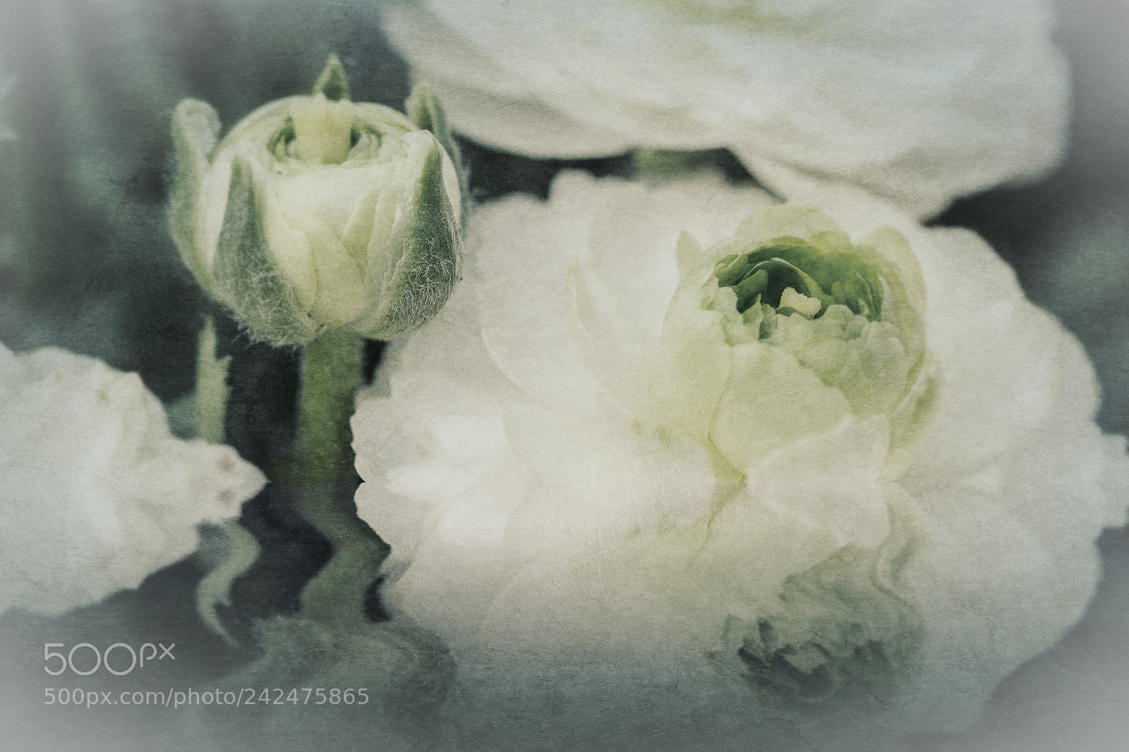 Canon EOS 550D (EOS Rebel T2i / EOS Kiss X4) sample photo. Ranunculus photography