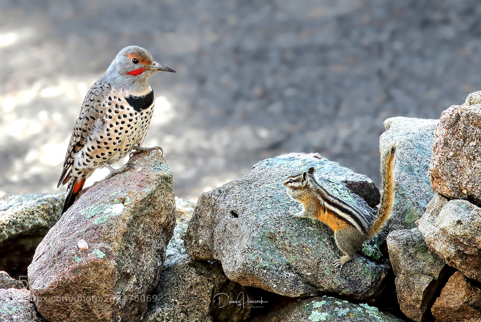 Canon EOS-1D X sample photo. Flicker and the chipmonk photography