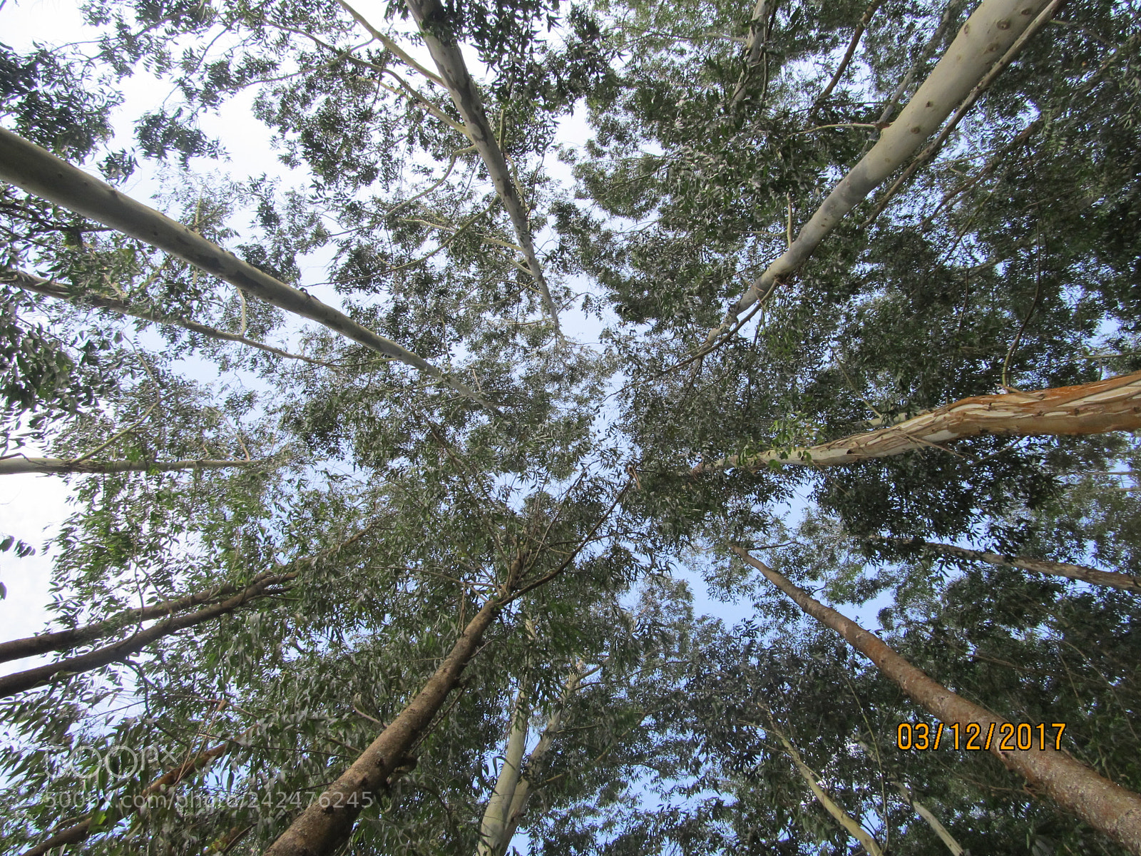 Canon PowerShot SX130 IS sample photo. Img photography