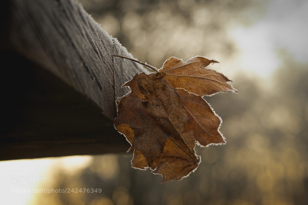 Sony a7 II sample photo. No snow photography