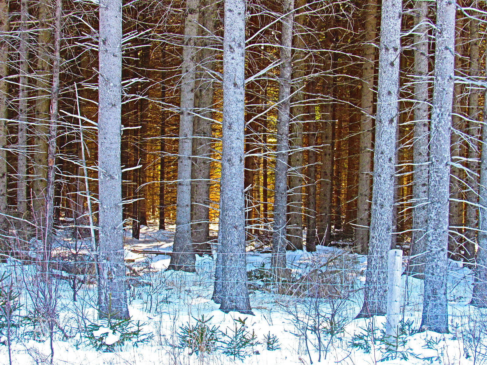 Canon PowerShot SX530 HS sample photo. The forest photography