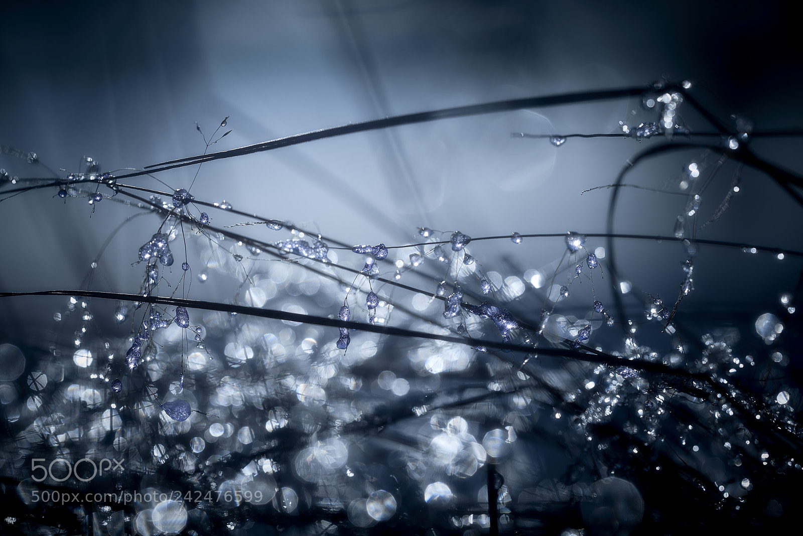 Nikon D800E sample photo. Sapphire photography