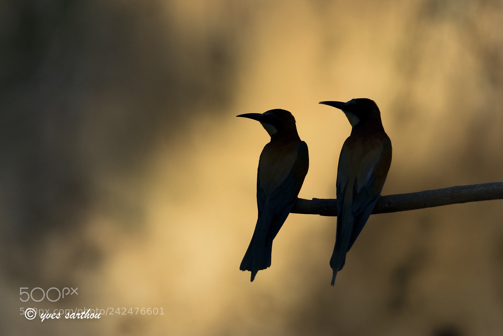 Nikon D500 sample photo. Bee eaters photography