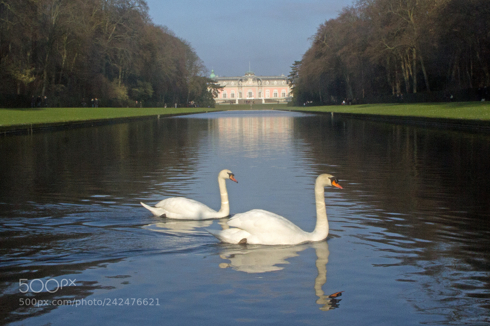 Canon EOS 60D sample photo. The swans and the photography