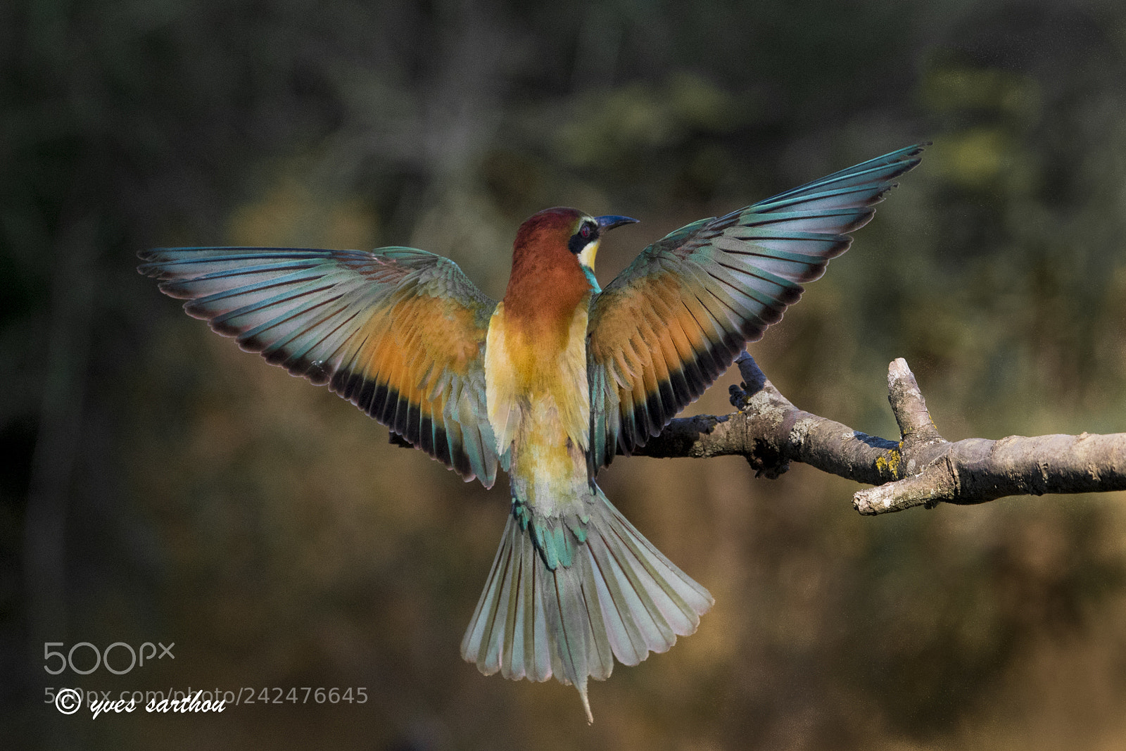 Nikon D500 sample photo. Bee eater photography