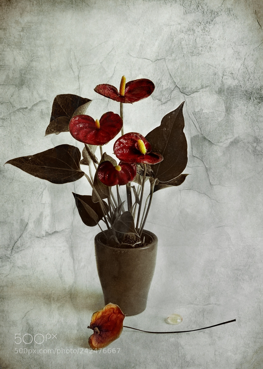 Nikon D700 sample photo. Coeur sang photography