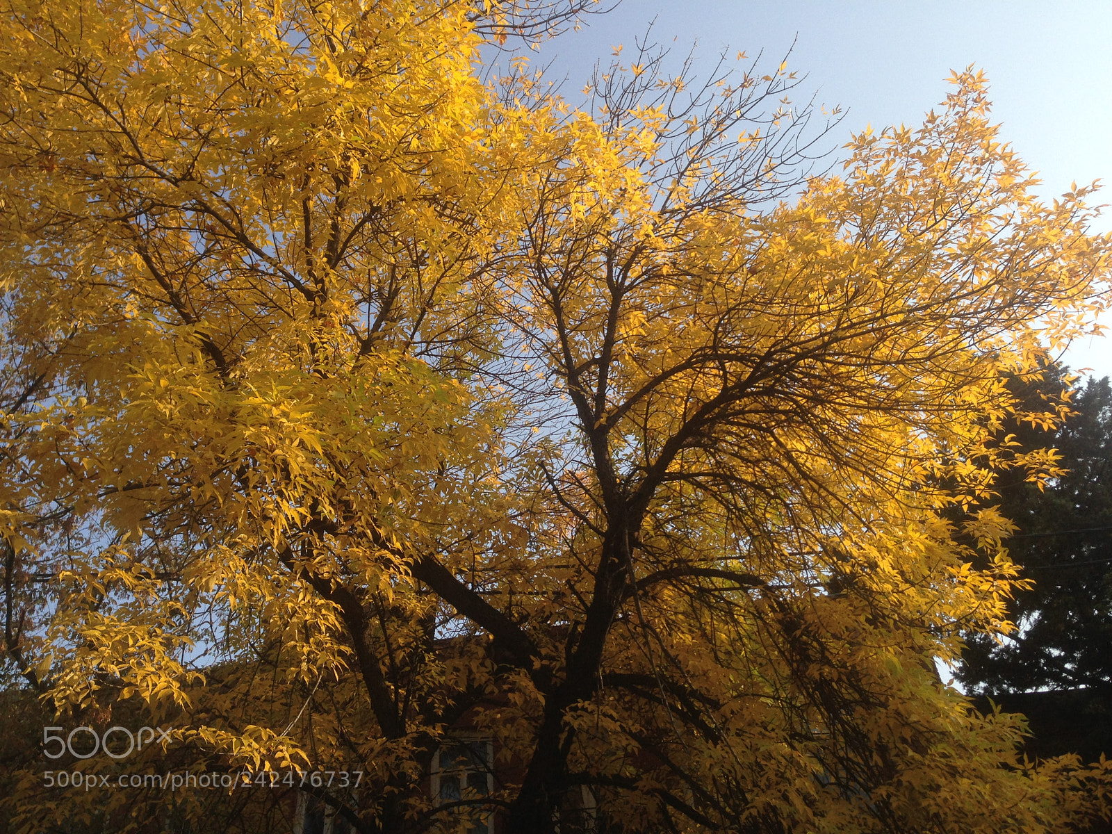 Apple iPhone 5 sample photo. Yellow photography