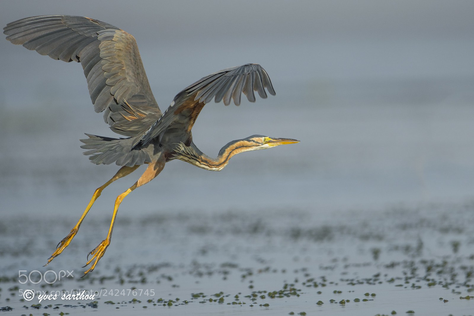 Nikon D500 sample photo. Purple heron photography