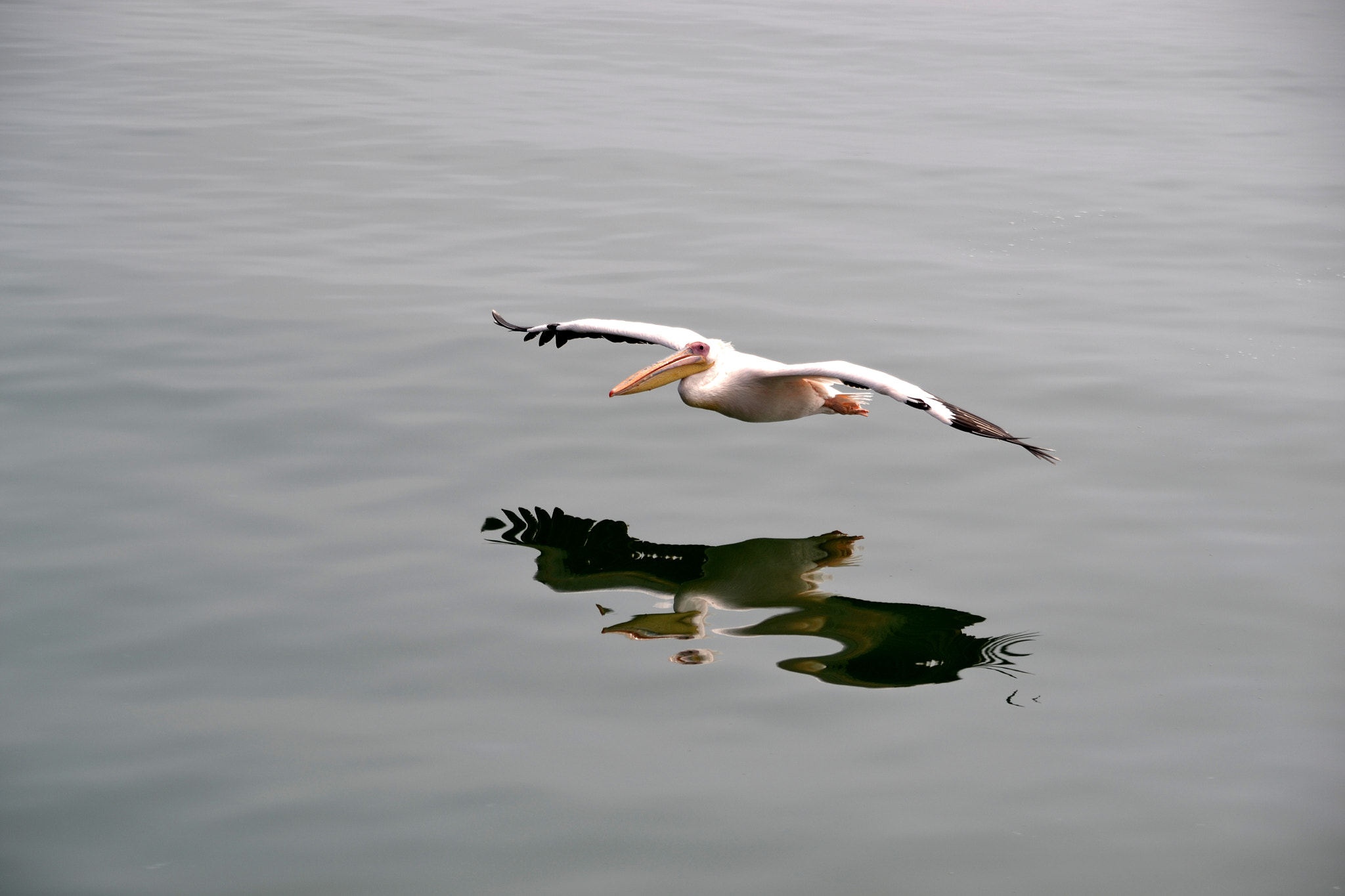 Nikon D3100 sample photo. Pelikan photography