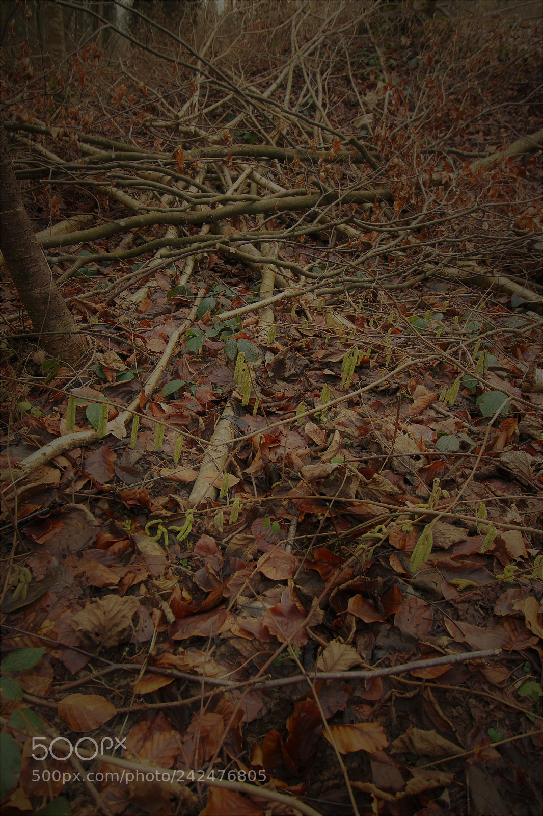 Canon EOS 1300D (EOS Rebel T6 / EOS Kiss X80) sample photo. Forest ground photography
