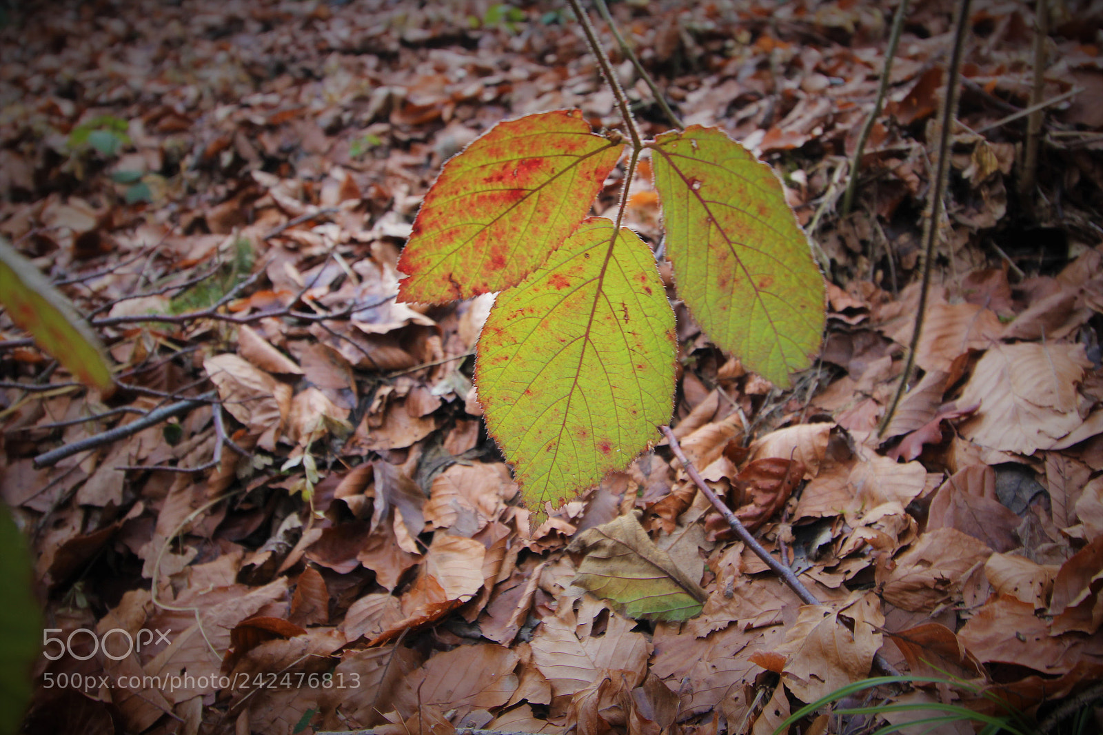 Canon EOS 1300D (EOS Rebel T6 / EOS Kiss X80) sample photo. Read and green leaves photography