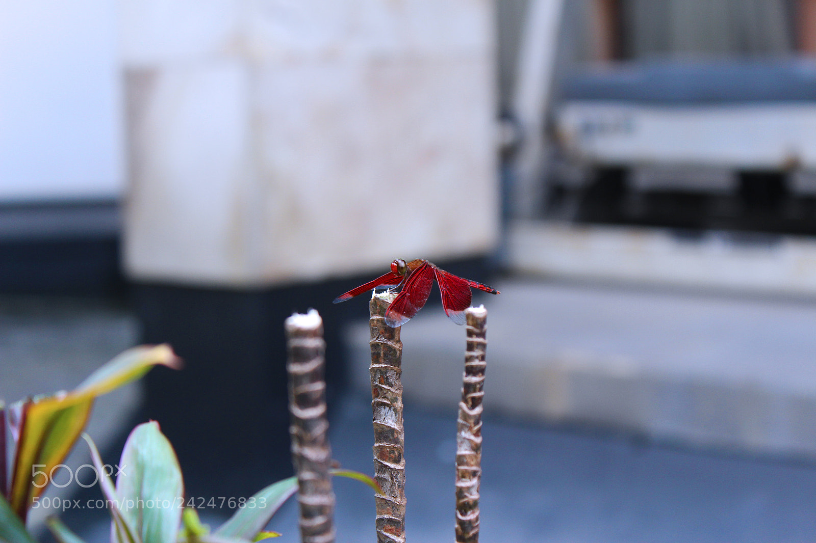Canon EOS 100D (EOS Rebel SL1 / EOS Kiss X7) sample photo. Dragon fly photography
