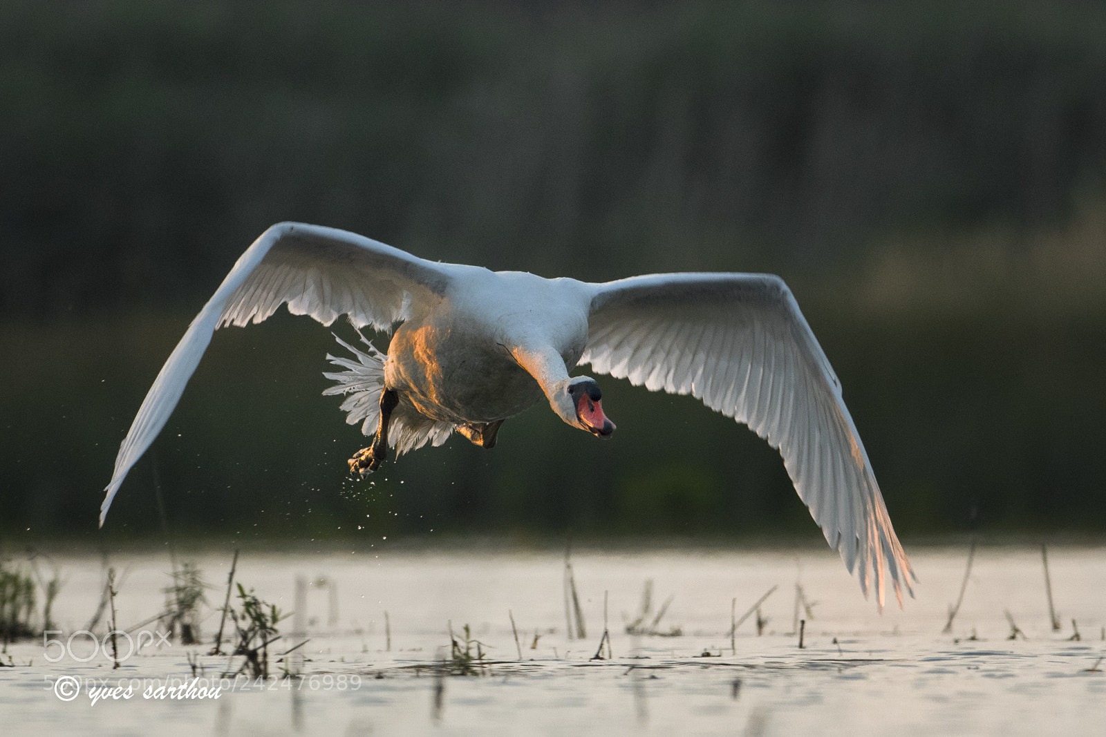 Nikon D500 sample photo. Swan lift off photography