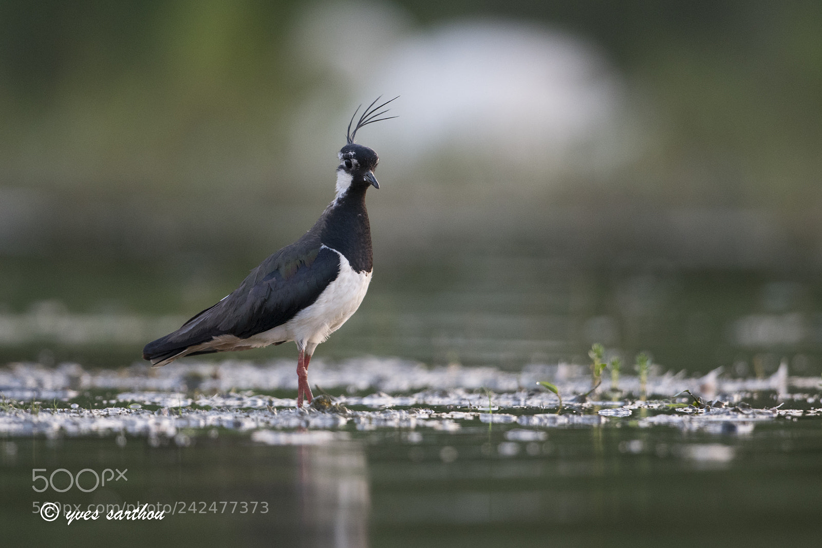 Nikon D500 sample photo. The stylish lapwing photography