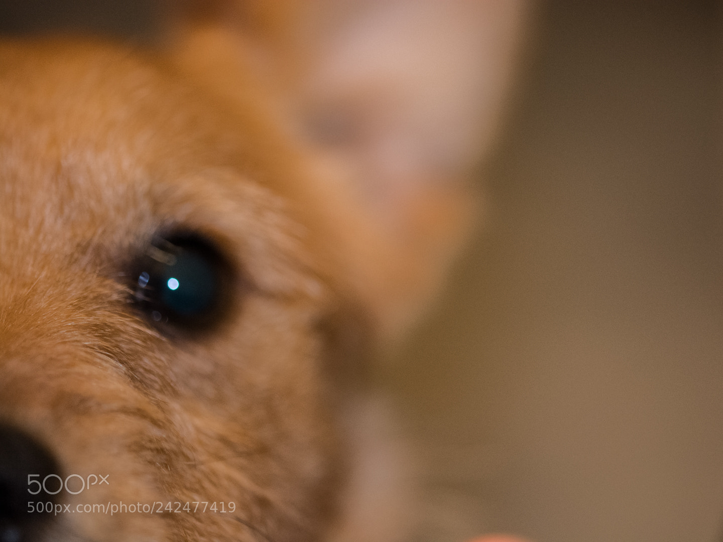Nikon D7100 sample photo. Chester photography