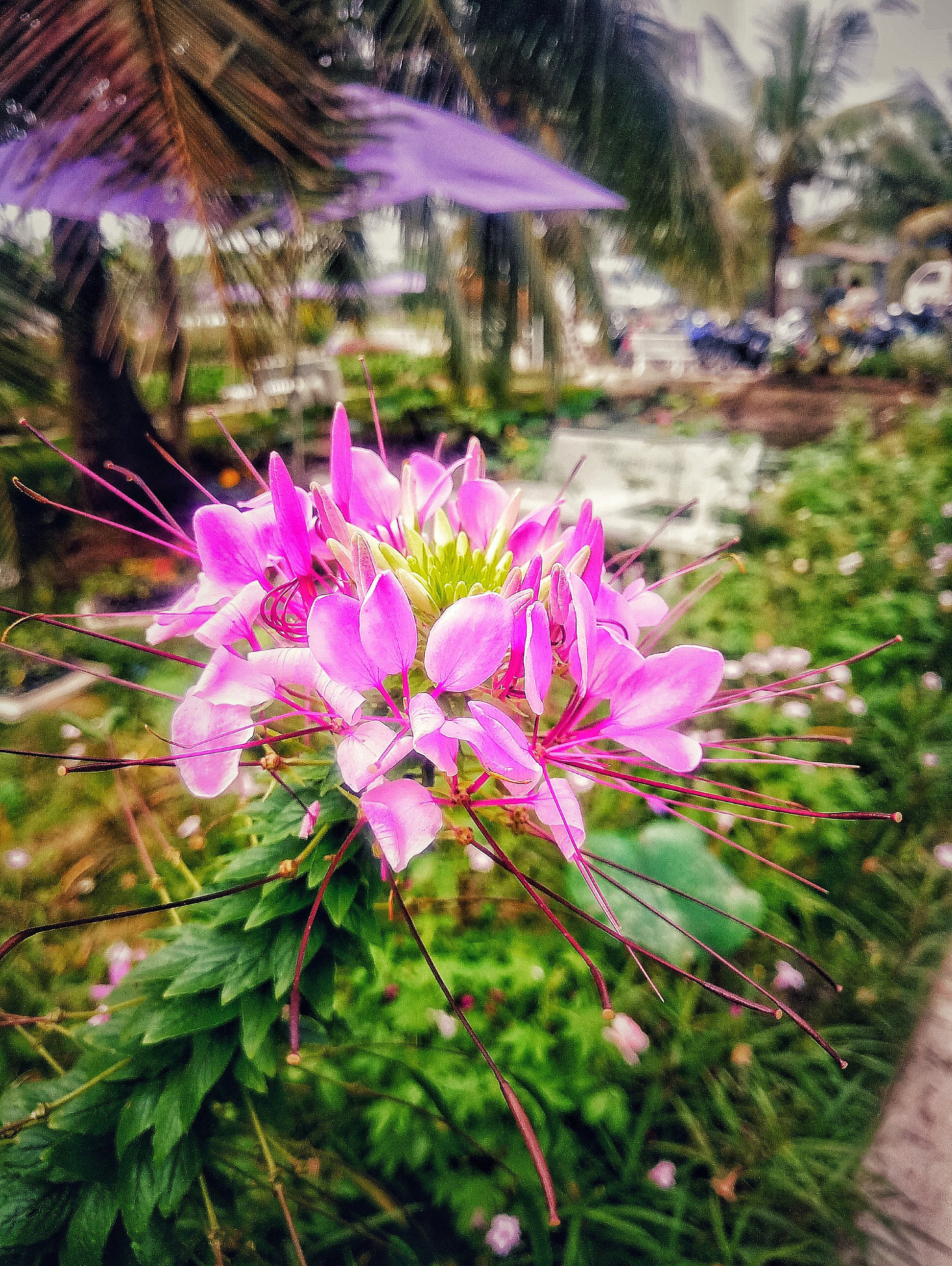 Meizu MX6 sample photo