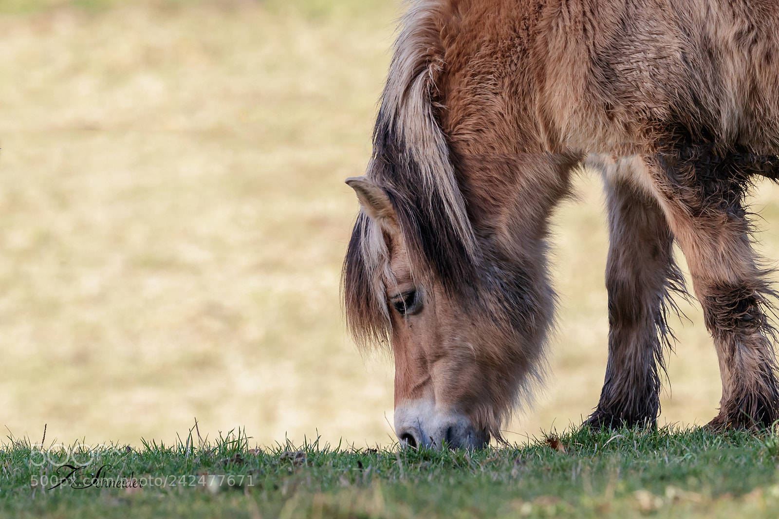 Canon EOS-1D X Mark II sample photo. Horse photography