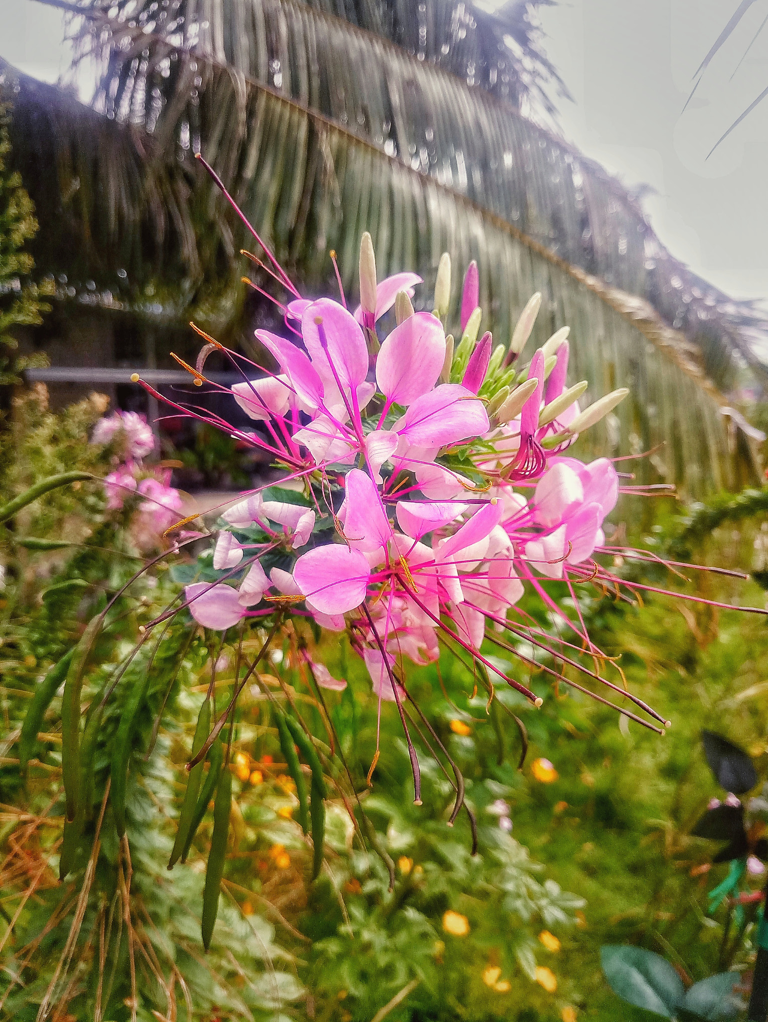 Meizu MX6 sample photo