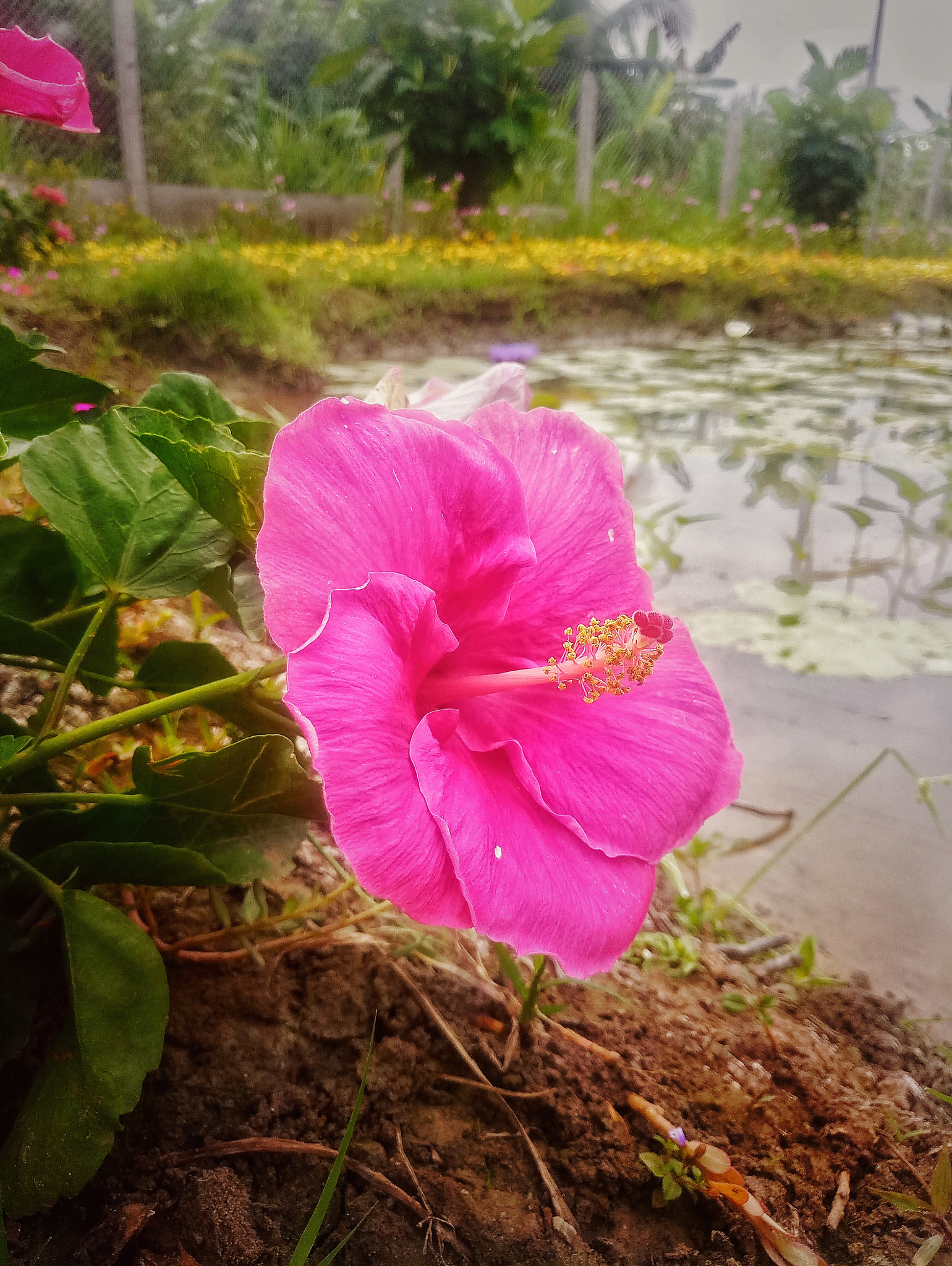Meizu MX6 sample photo