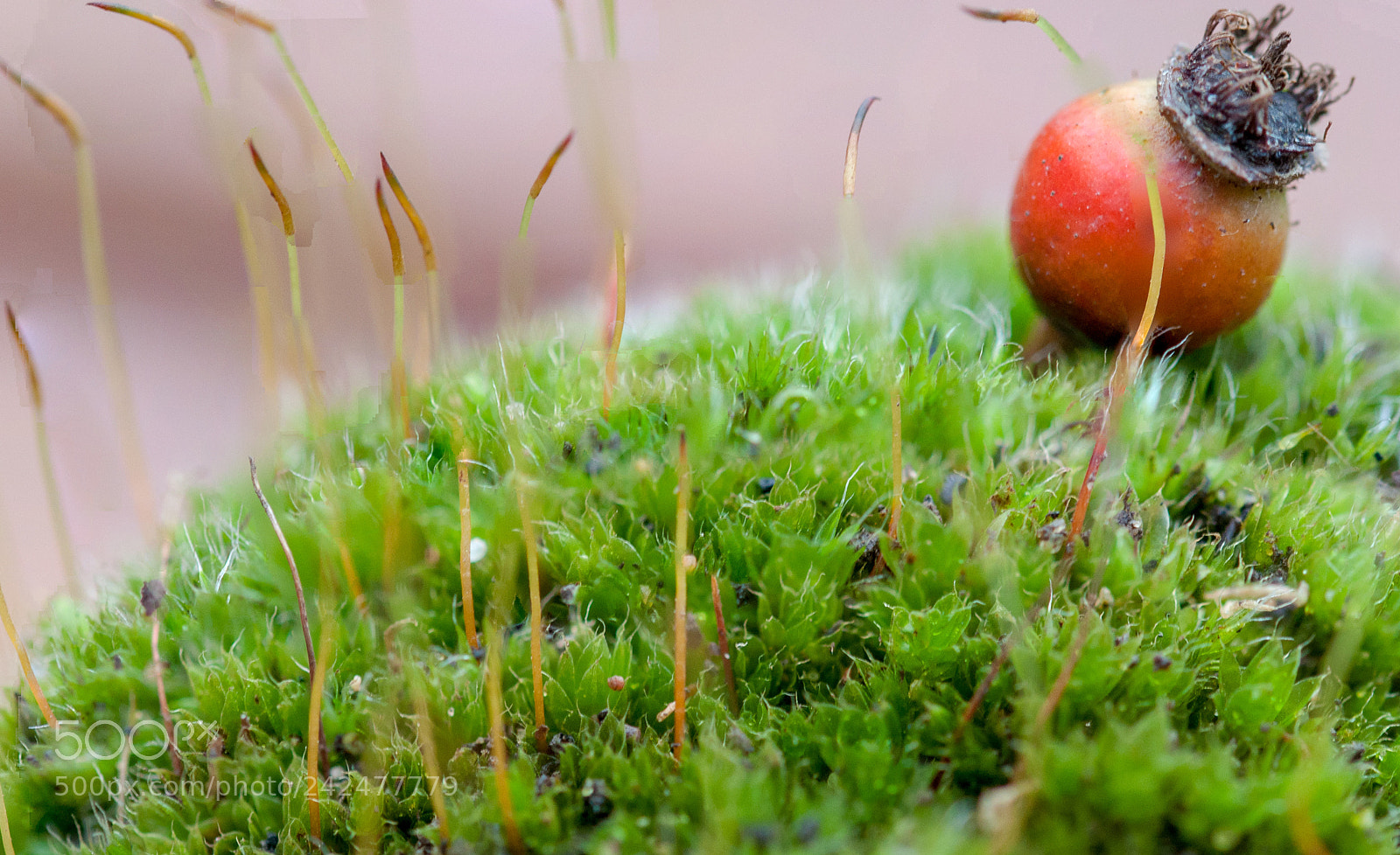 Nikon D90 sample photo. Moss hill photography