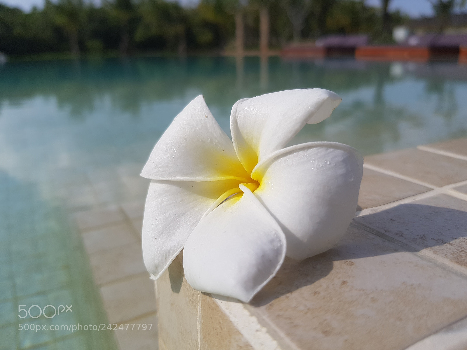 Samsung Galaxy S8+ sample photo. Untitled photography