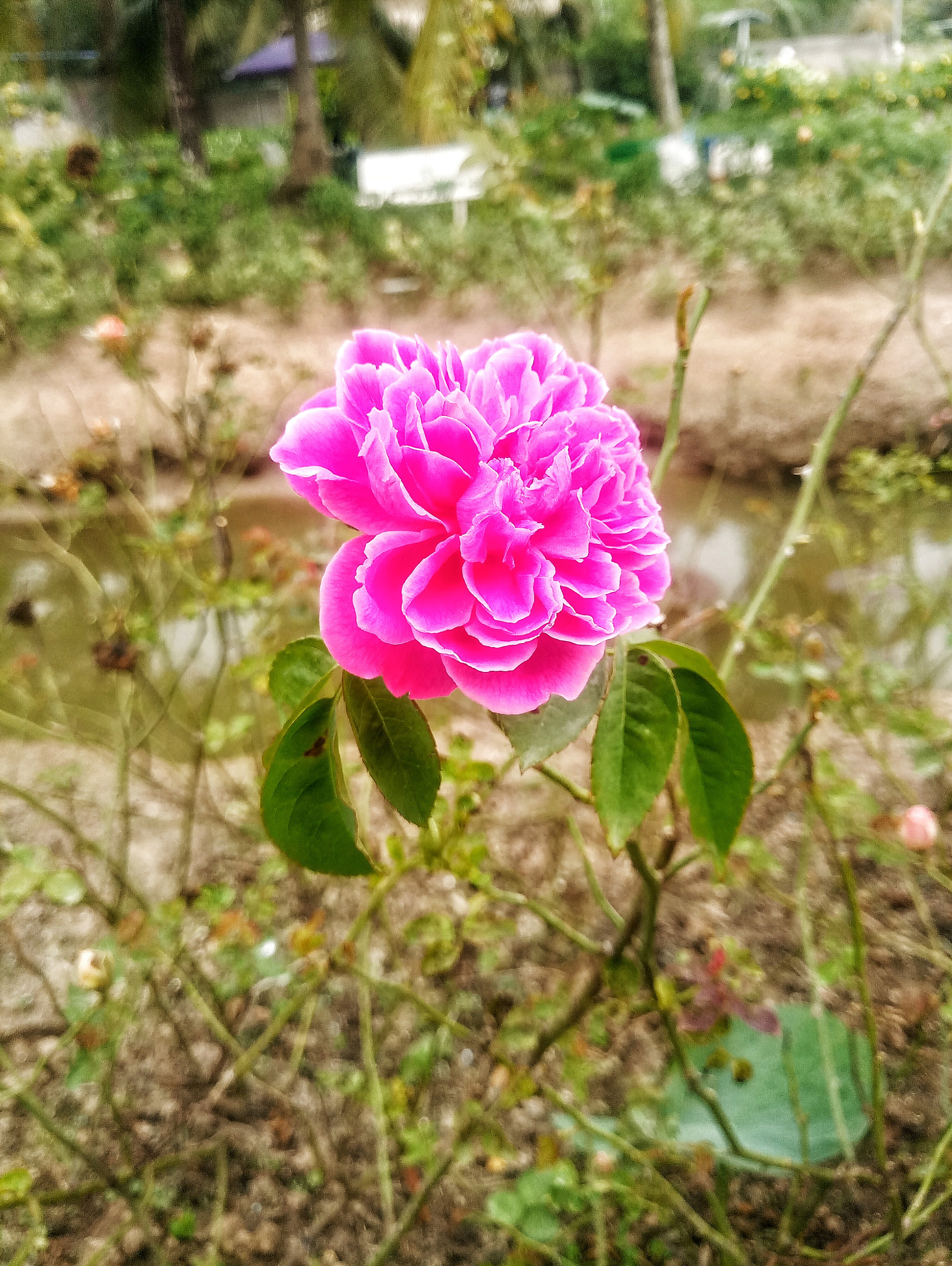 Meizu MX6 sample photo