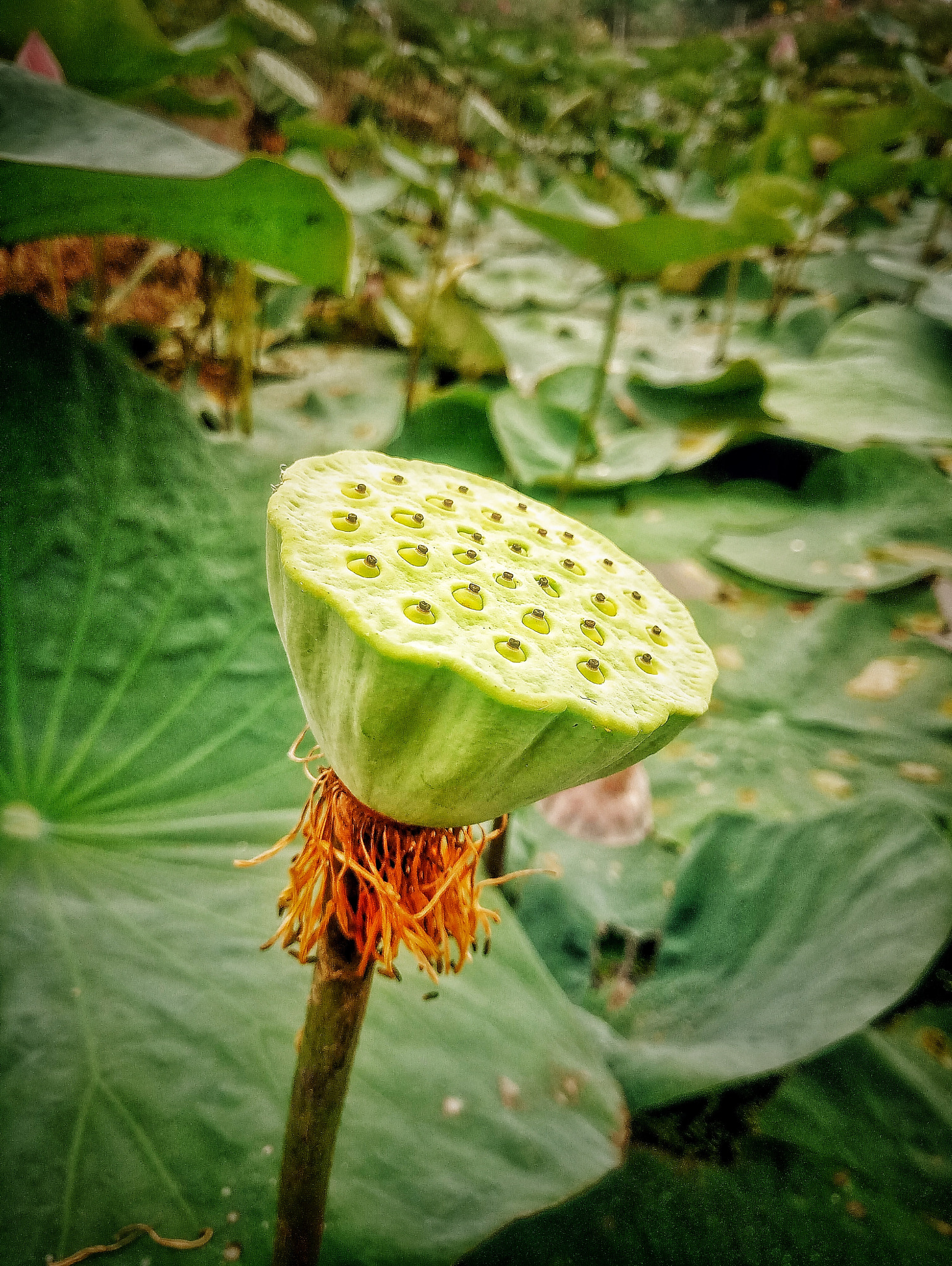 Meizu MX6 sample photo