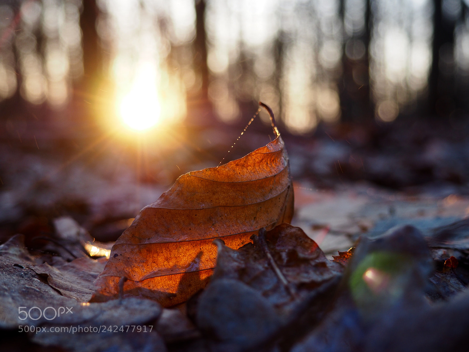 Olympus OM-D E-M10 II sample photo. Winter light photography
