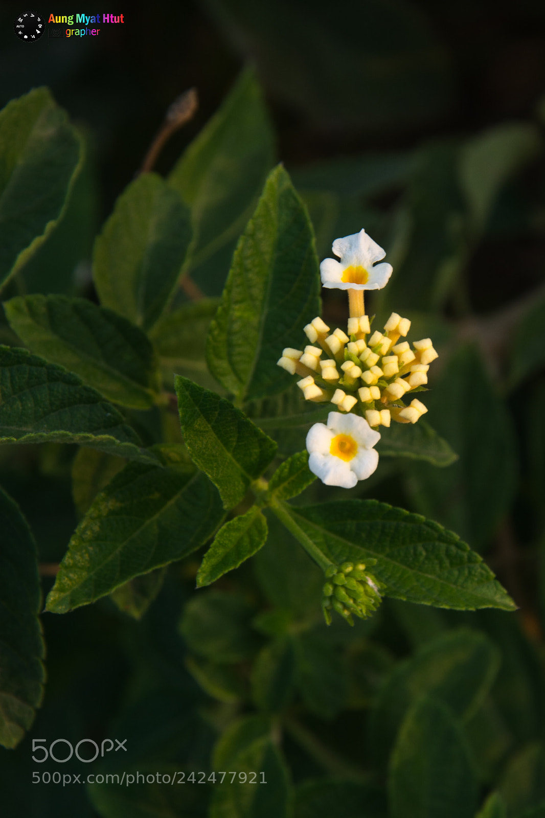 Nikon D7100 sample photo. Untitled photography