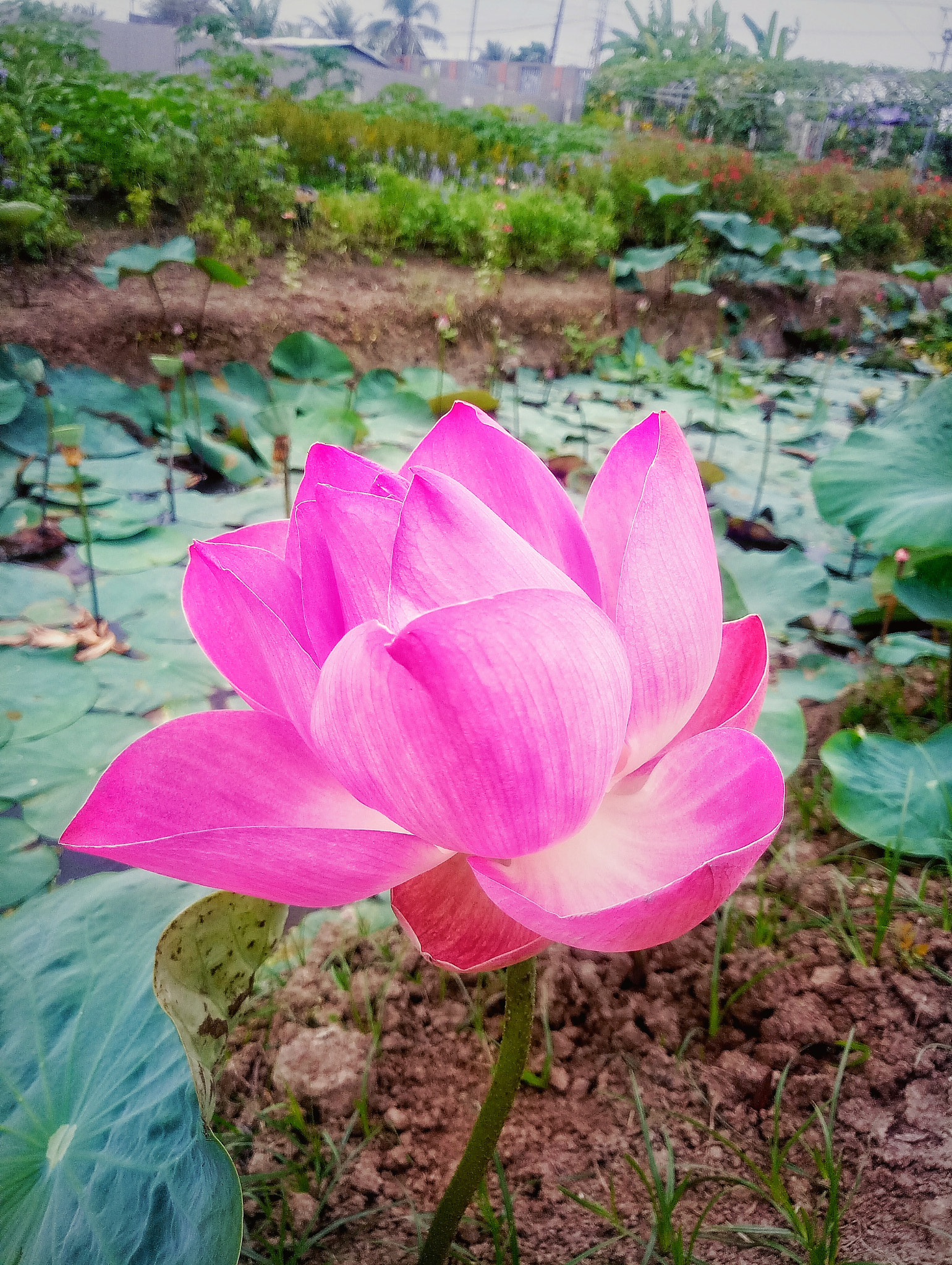 Meizu MX6 sample photo