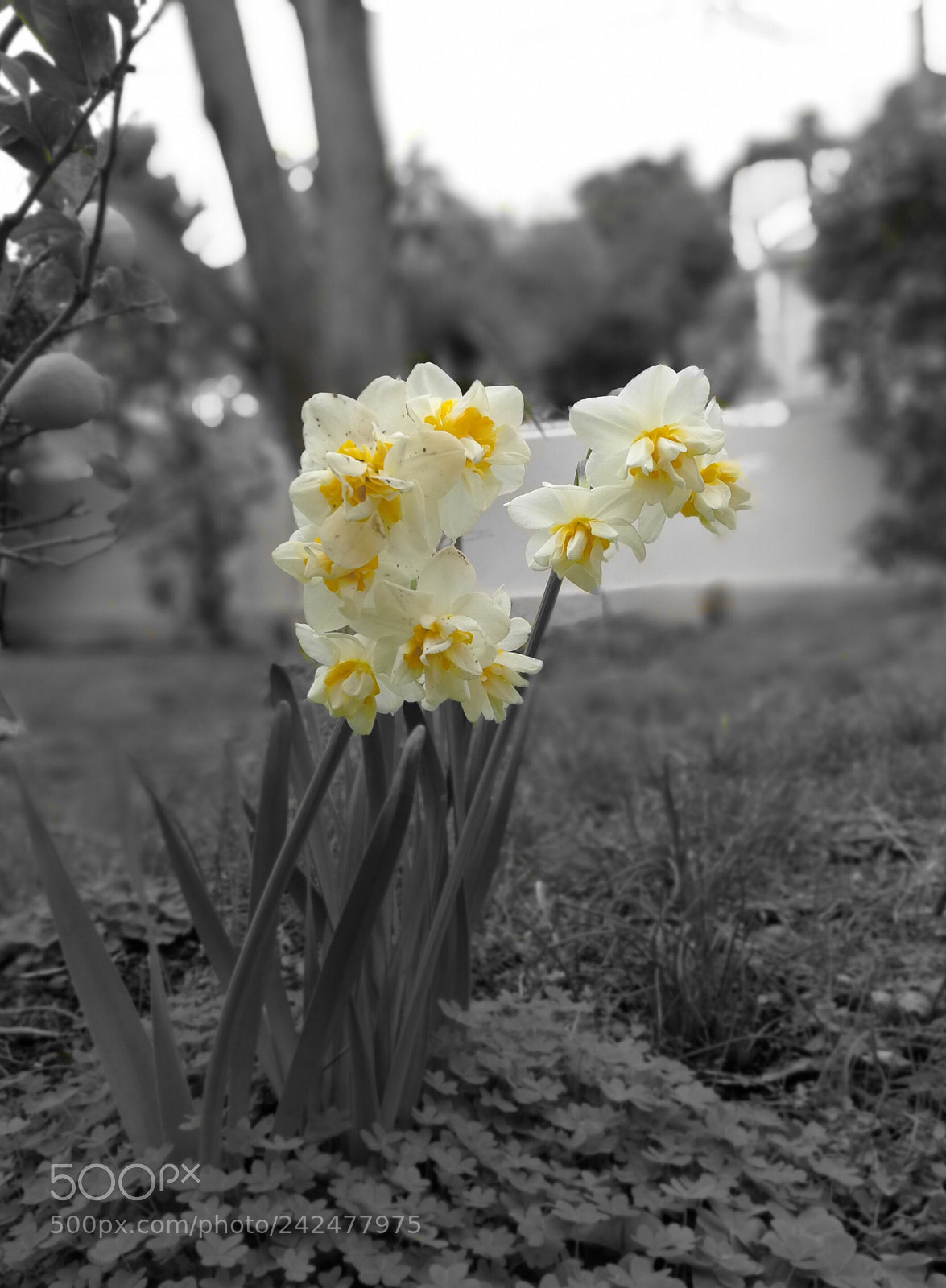 HUAWEI P10 sample photo. Untitled photography