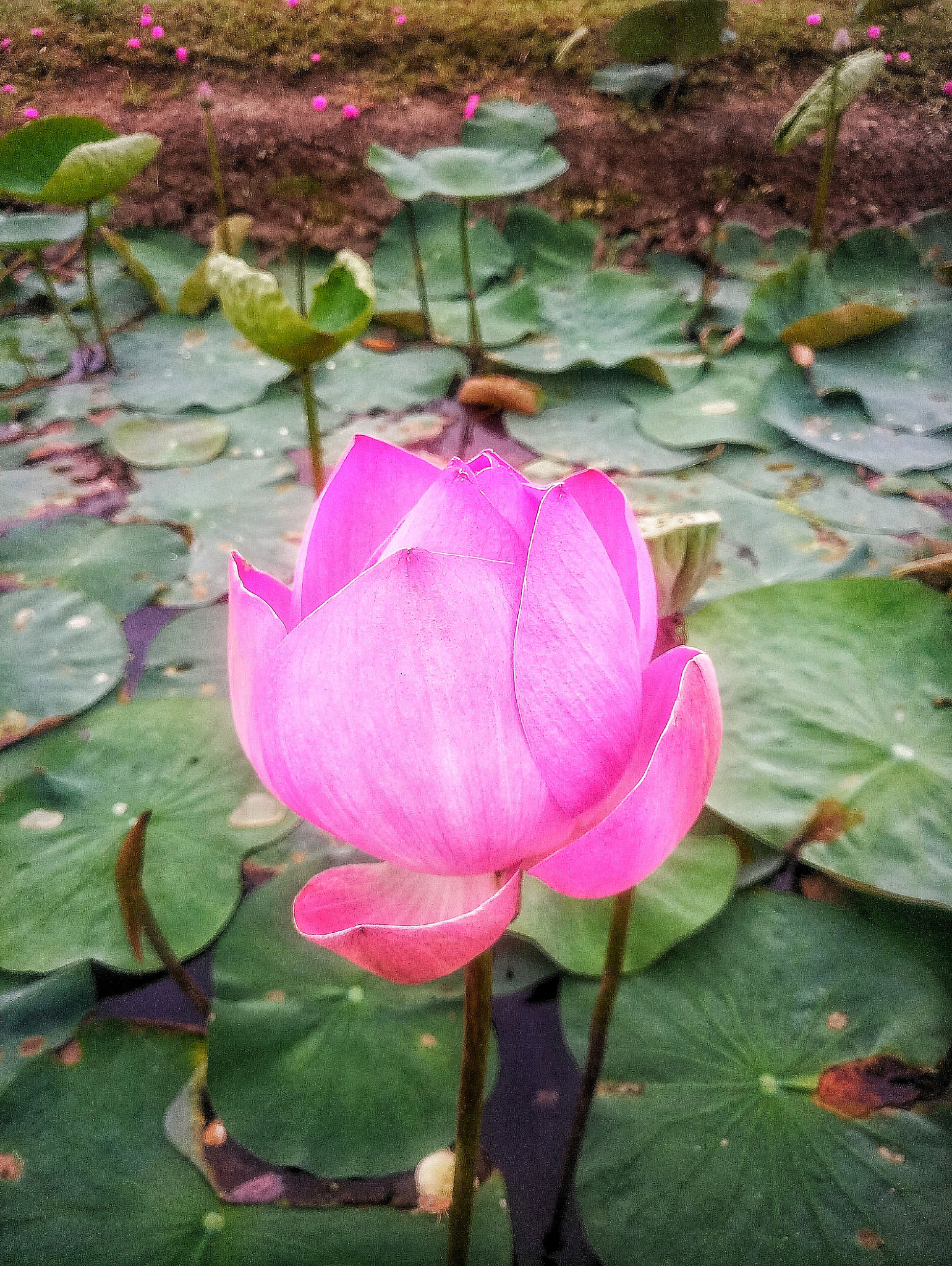 Meizu MX6 sample photo