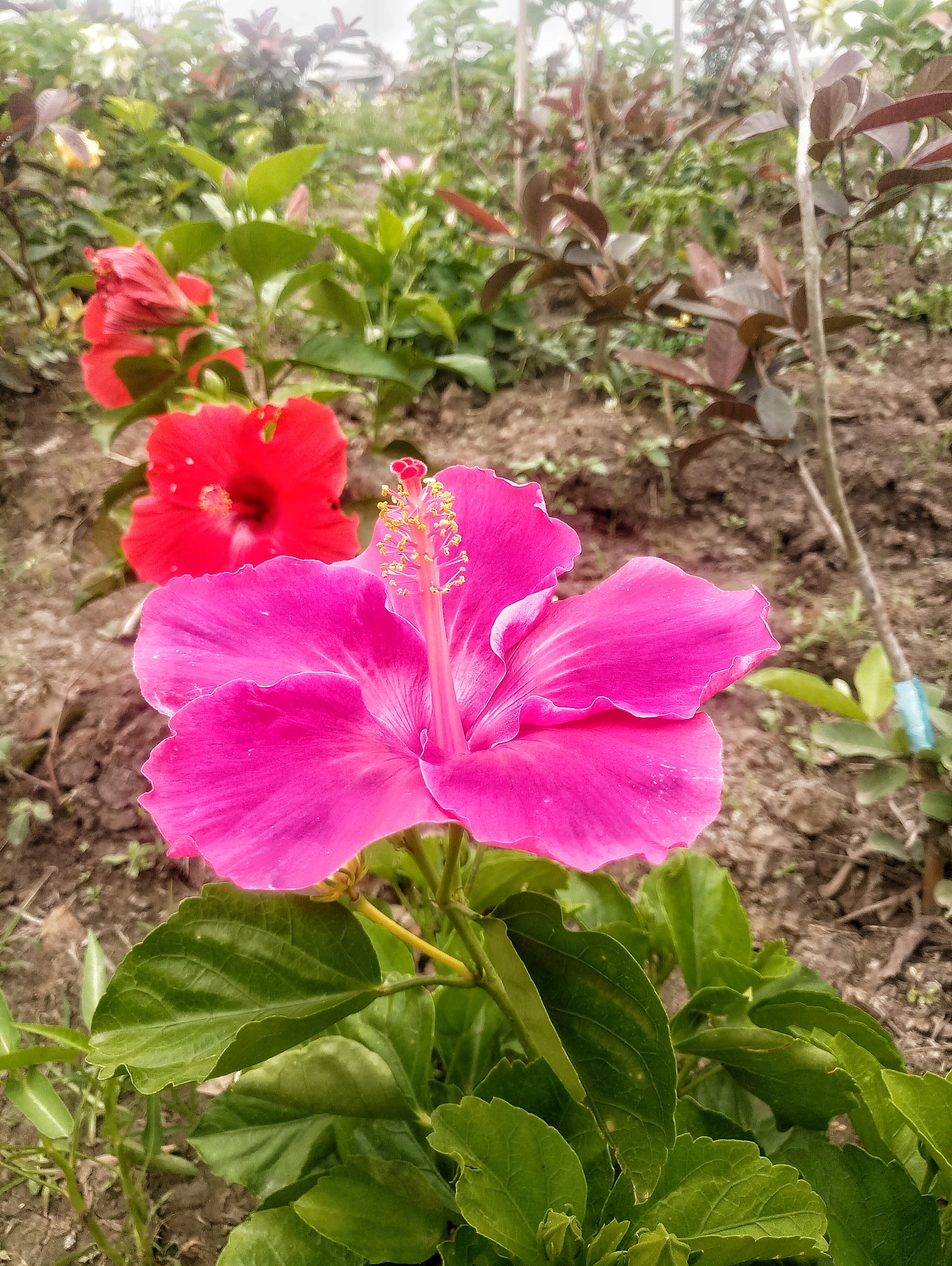 Meizu MX6 sample photo