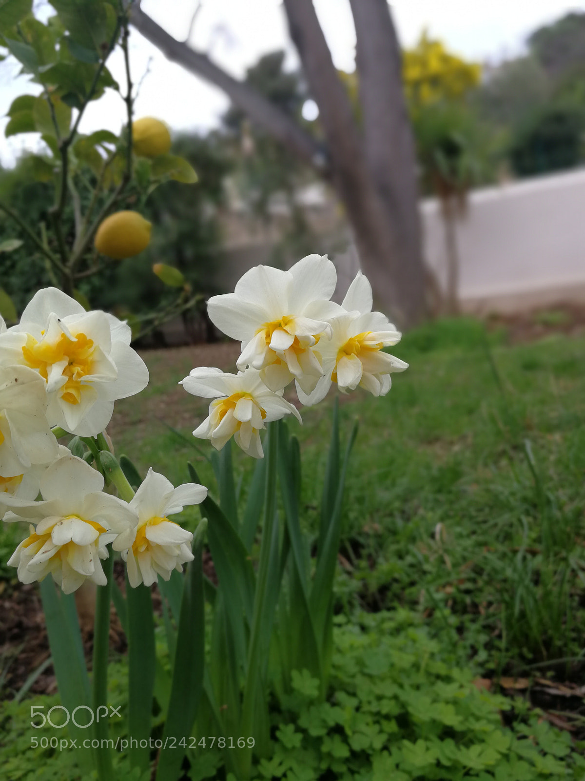 HUAWEI P10 sample photo. Untitled photography