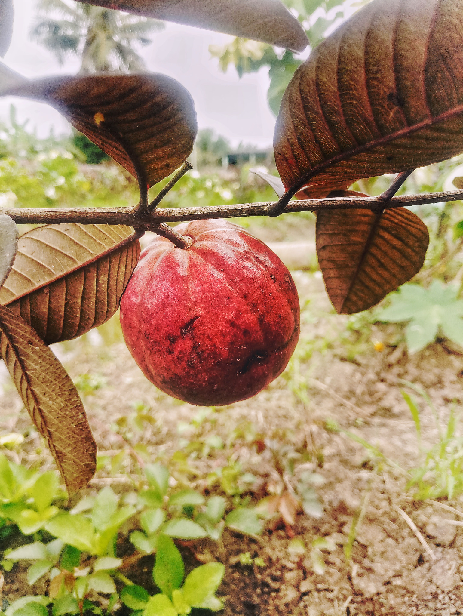 Meizu MX6 sample photo