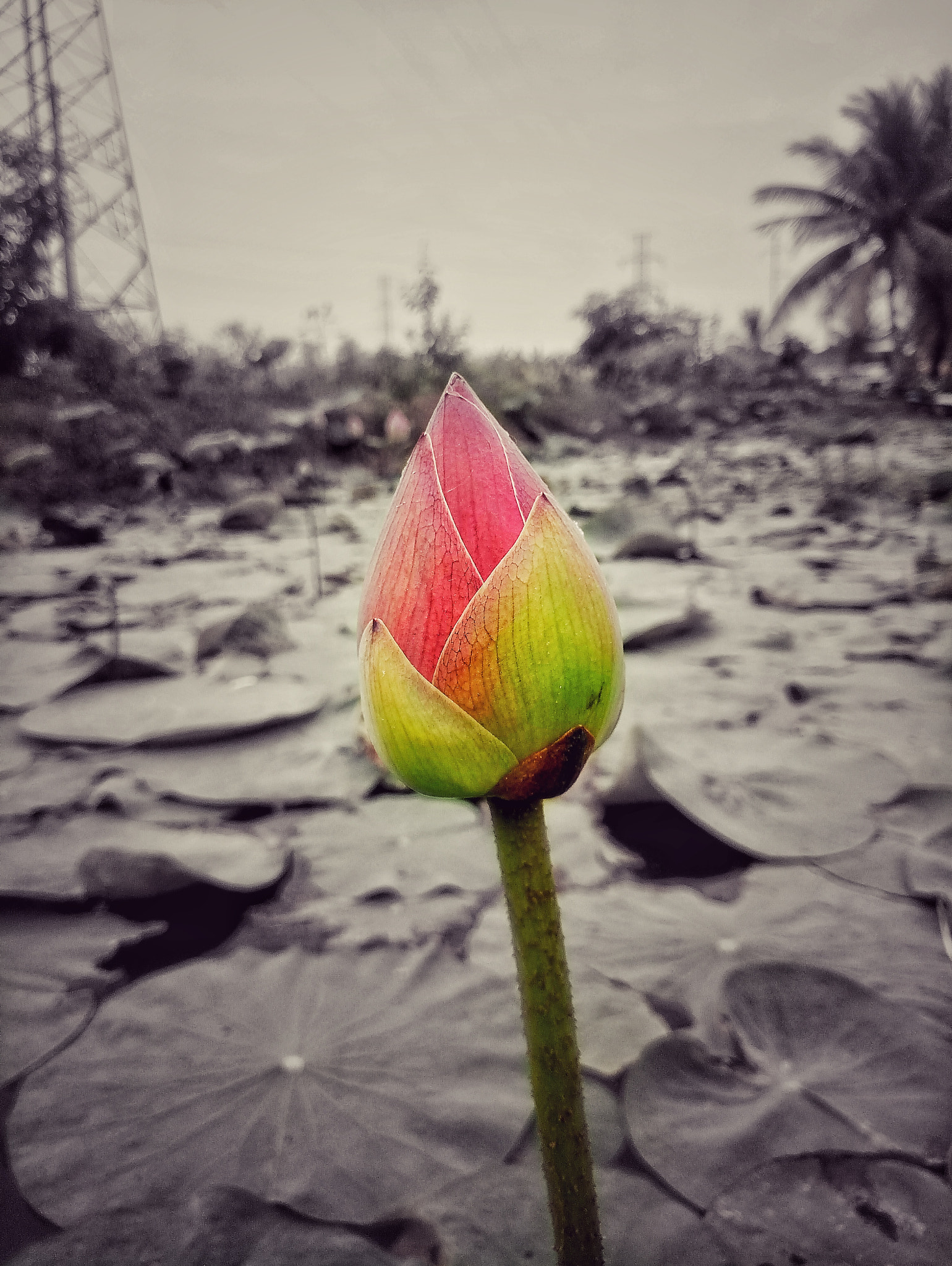 Meizu MX6 sample photo