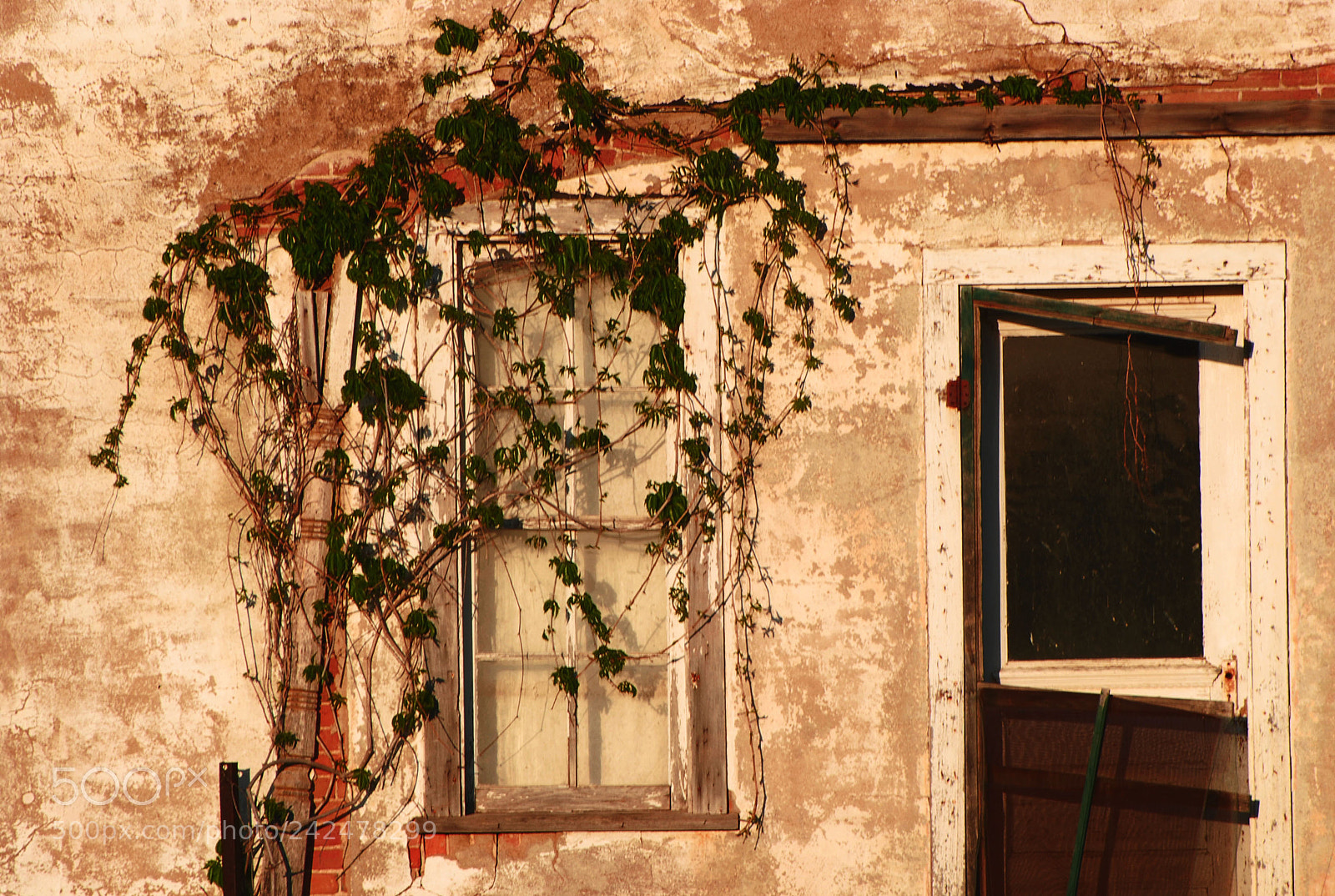 Nikon D80 sample photo. Window vine photography