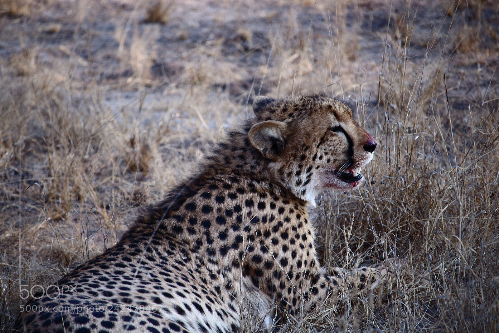 Canon EF-S 55-250mm F4-5.6 IS STM sample photo. Img photography