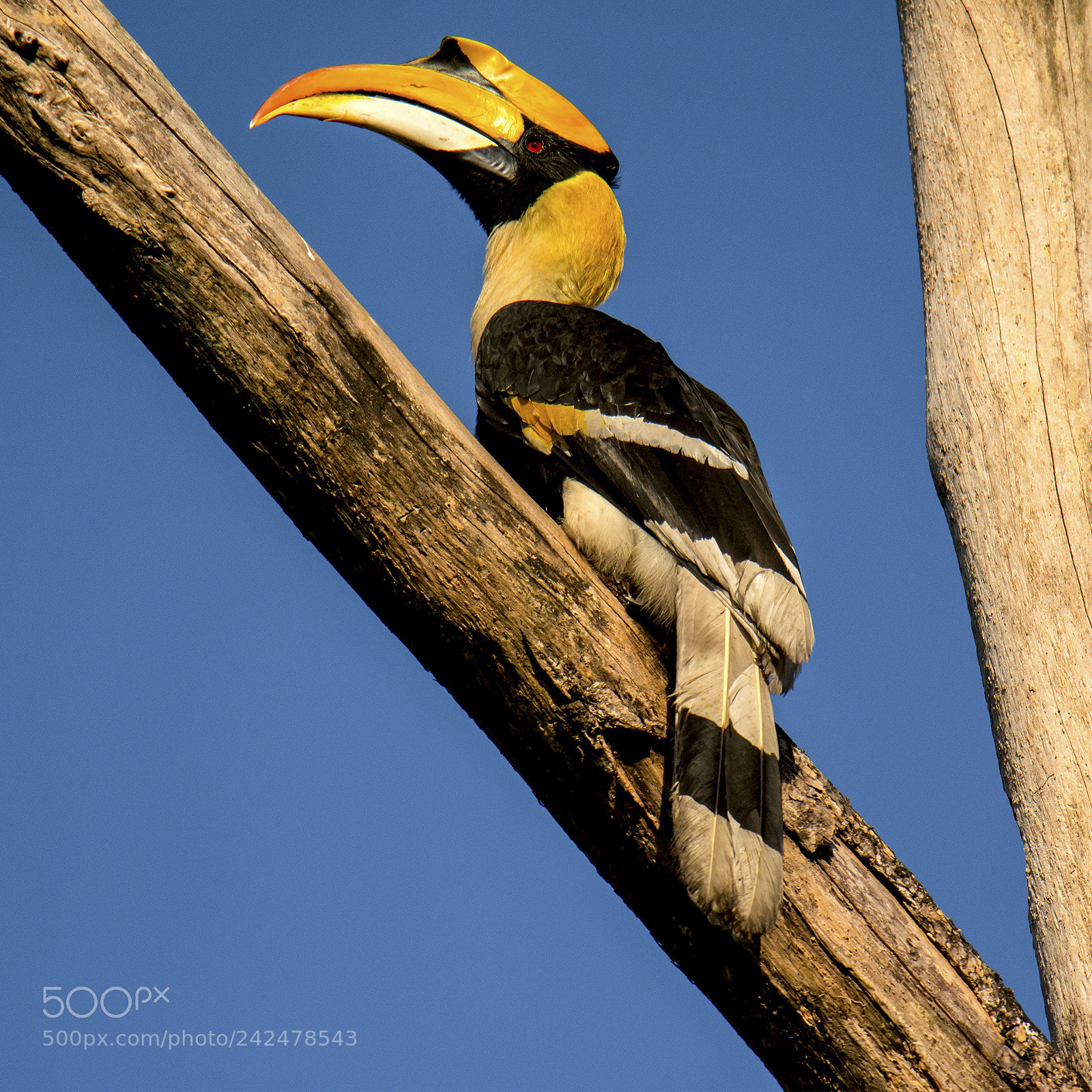 Nikon D7100 sample photo. Great indian hornbill photography