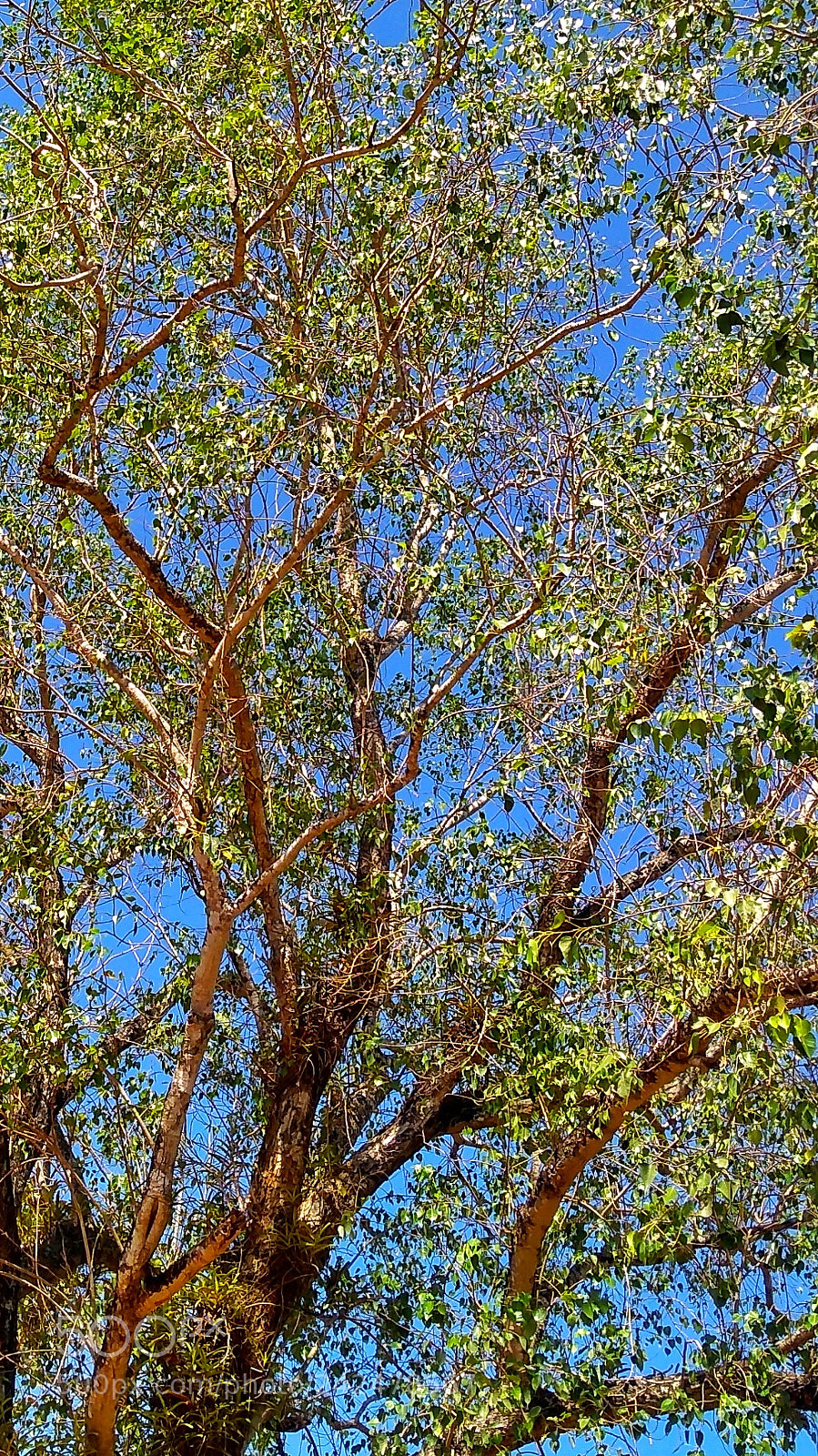 Motorola Moto G (5S) Plus sample photo. Autumn photography