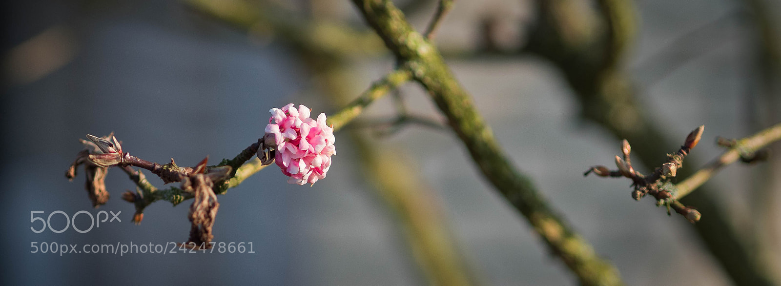 Olympus OM-D E-M5 II sample photo. The winter bouquet / Зимний букет photography