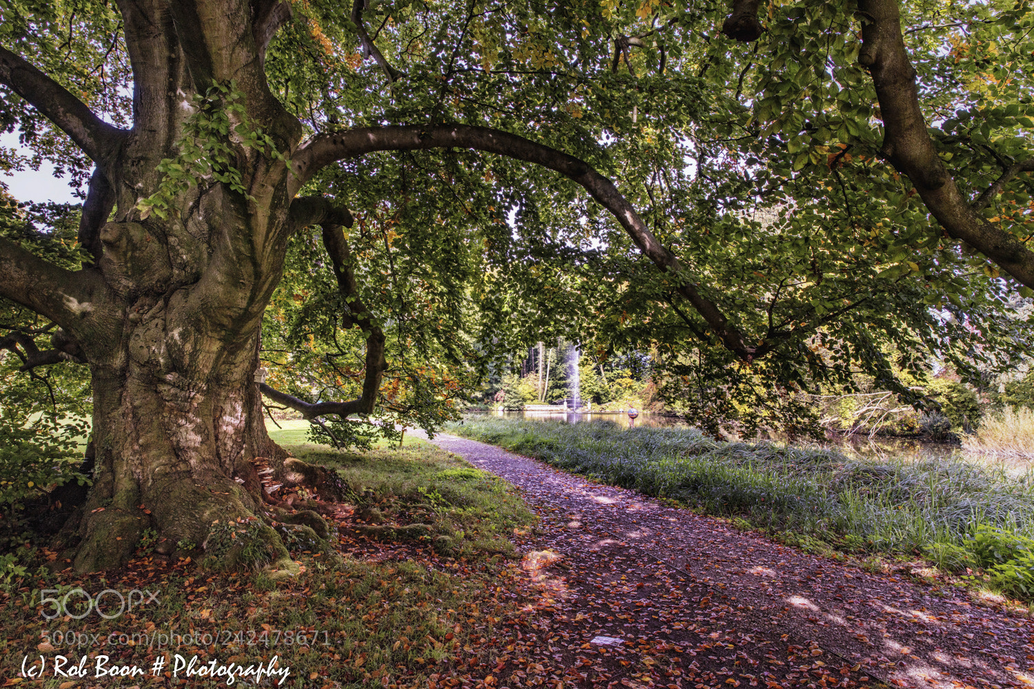 Canon EOS 5DS sample photo. Ancient tree @ vaeshartelt 1 photography