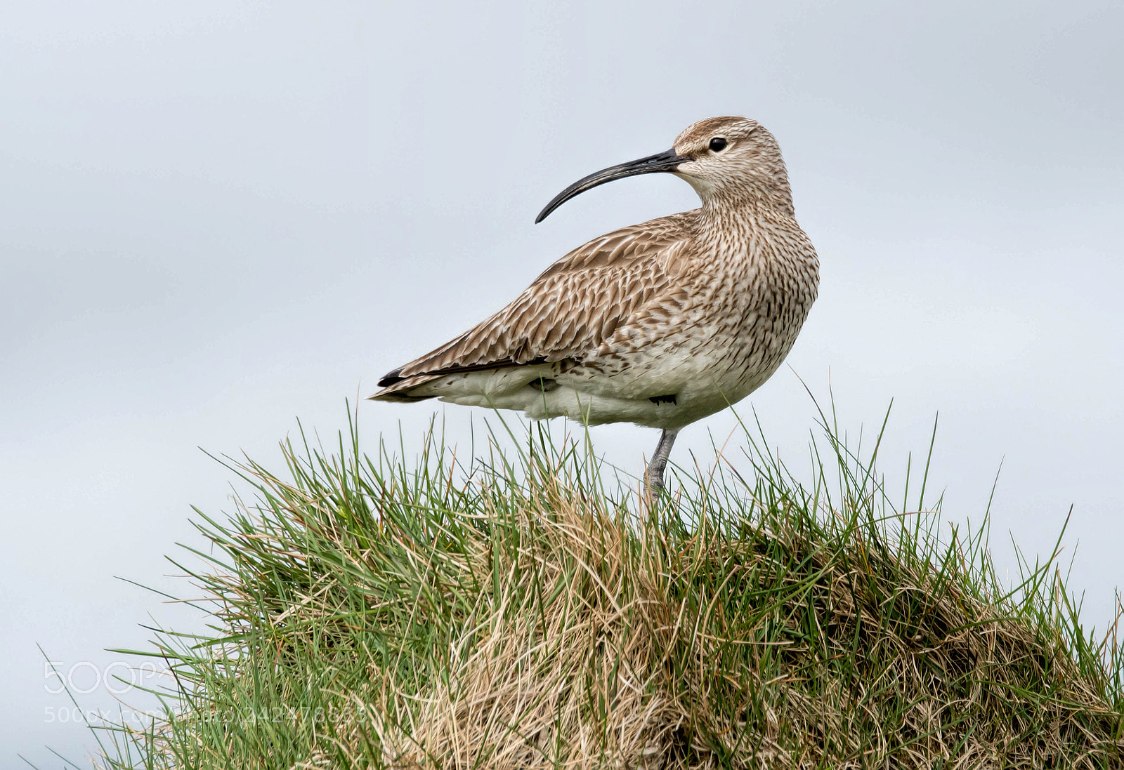 Nikon D500 sample photo. Whimbrel photography