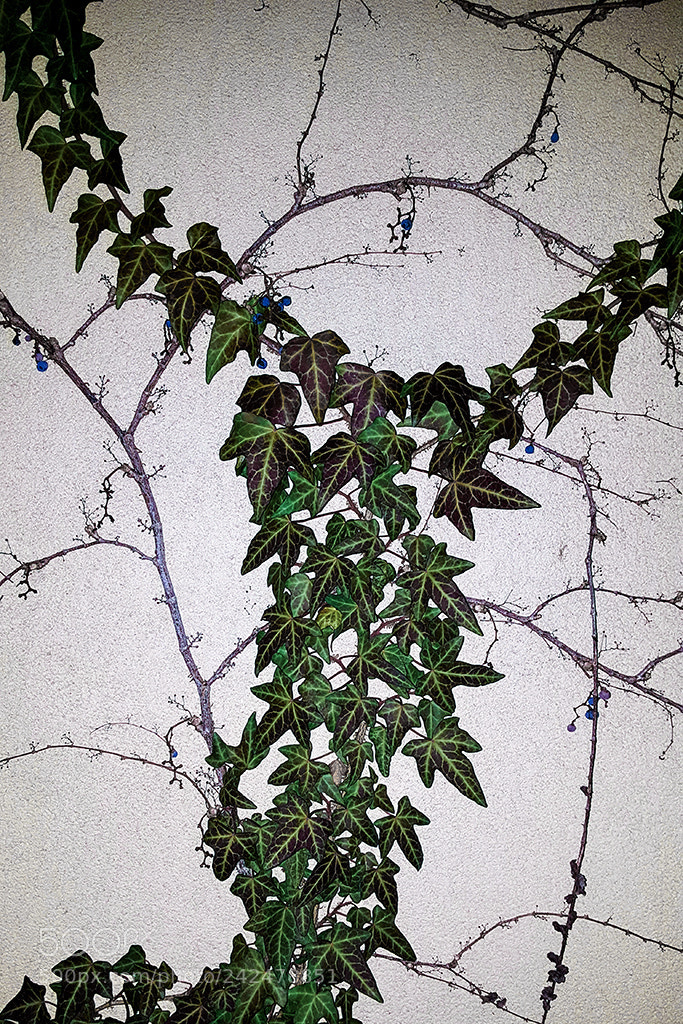 Samsung Galaxy Note5 sample photo. Winter ivy photography