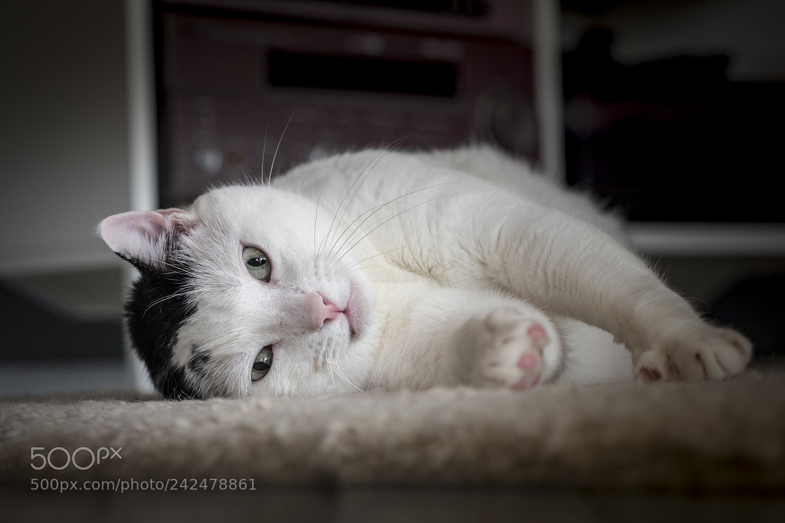 Olympus OM-D E-M1 Mark II sample photo. Sasha posing 2 photography