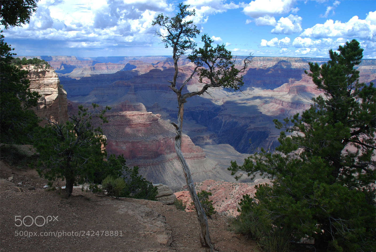 Nikon D80 sample photo. Lonely tree at the photography