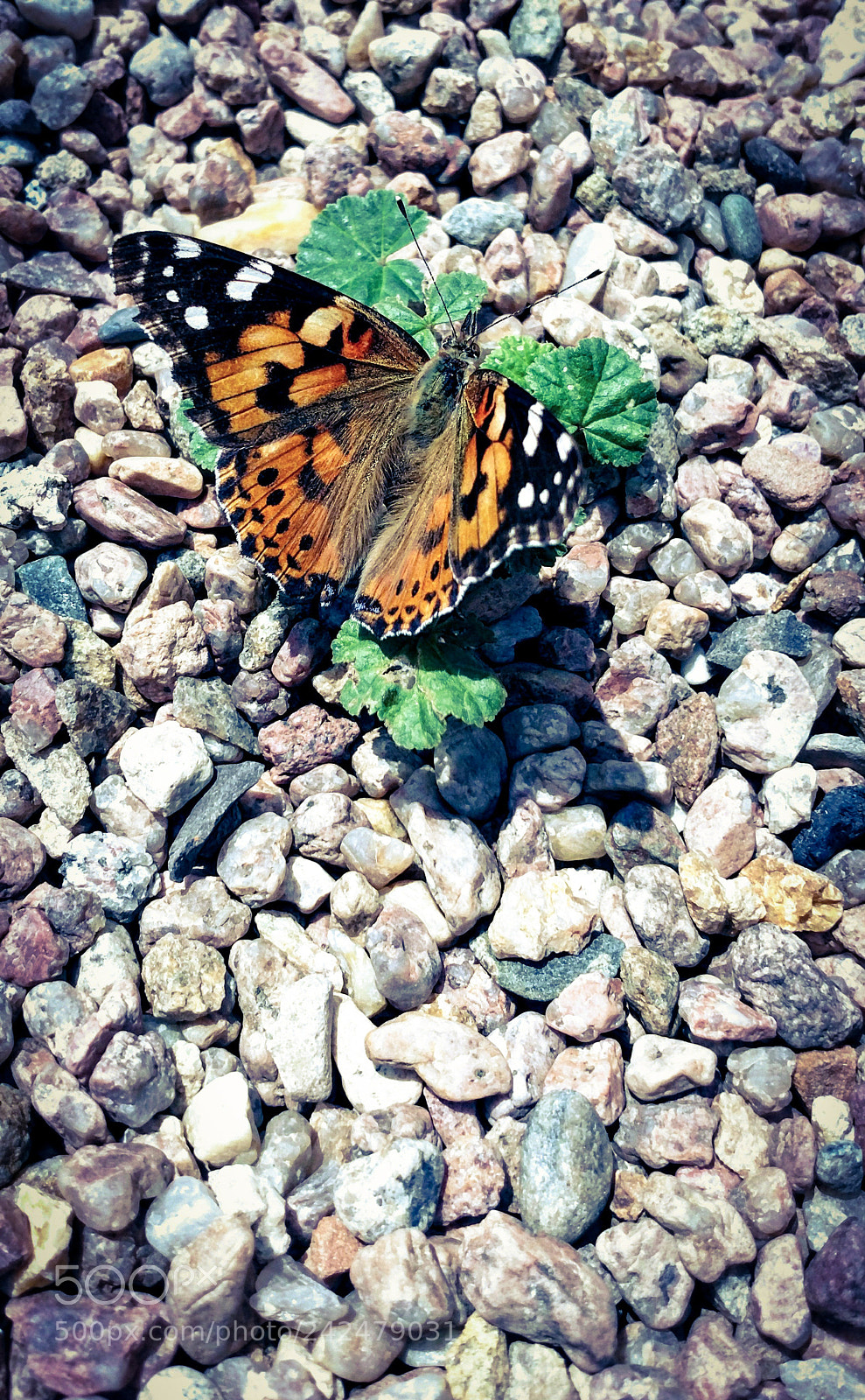 Motorola XT1650 sample photo. Butterfly photography